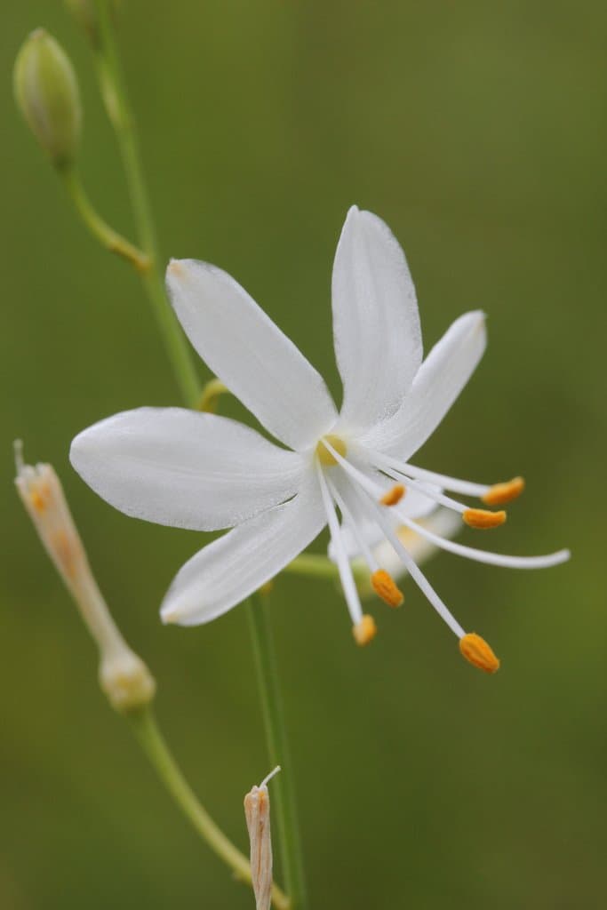 Anthericum ramosum L.