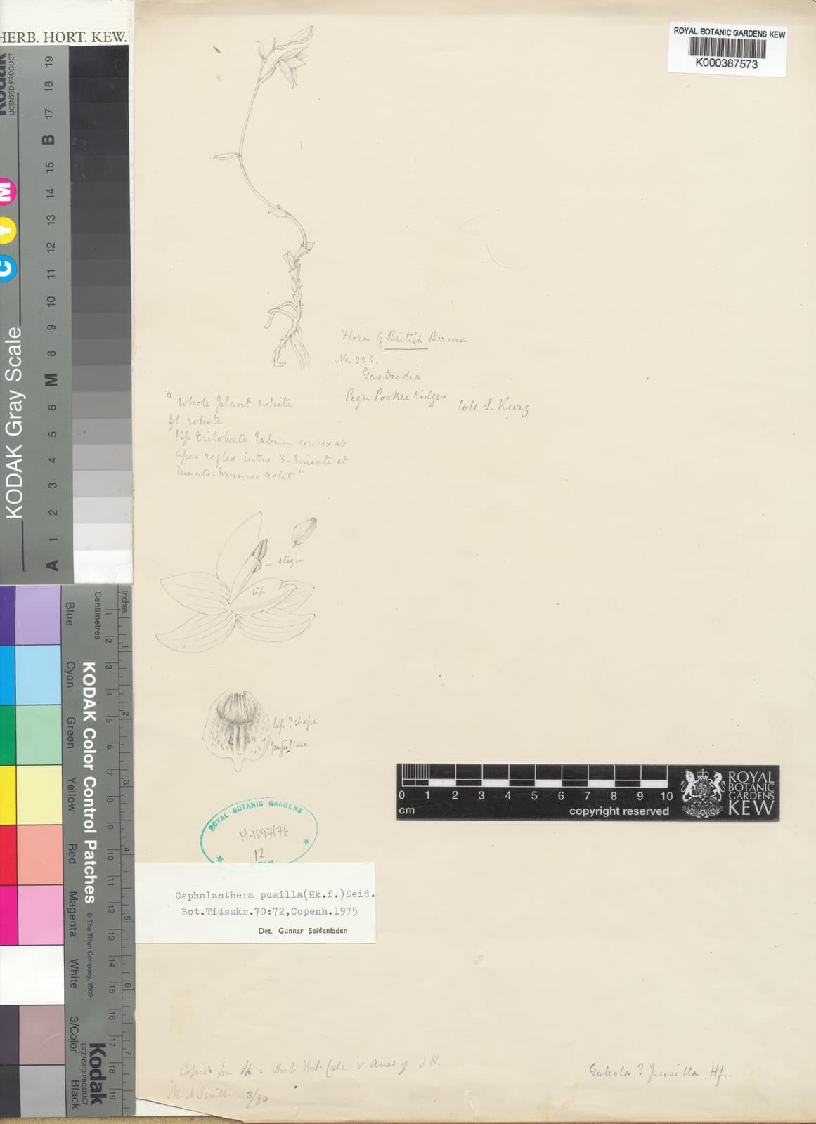 Cephalanthera pusilla (Hook.f.) Seidenf.