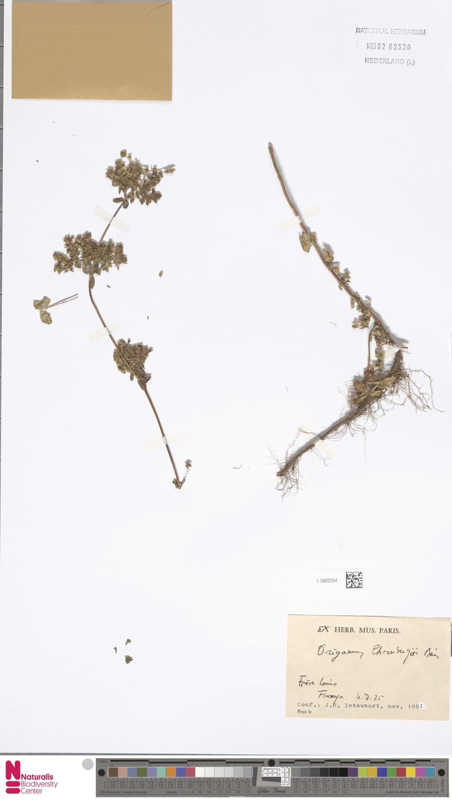 Origanum ehrenbergii Boiss.