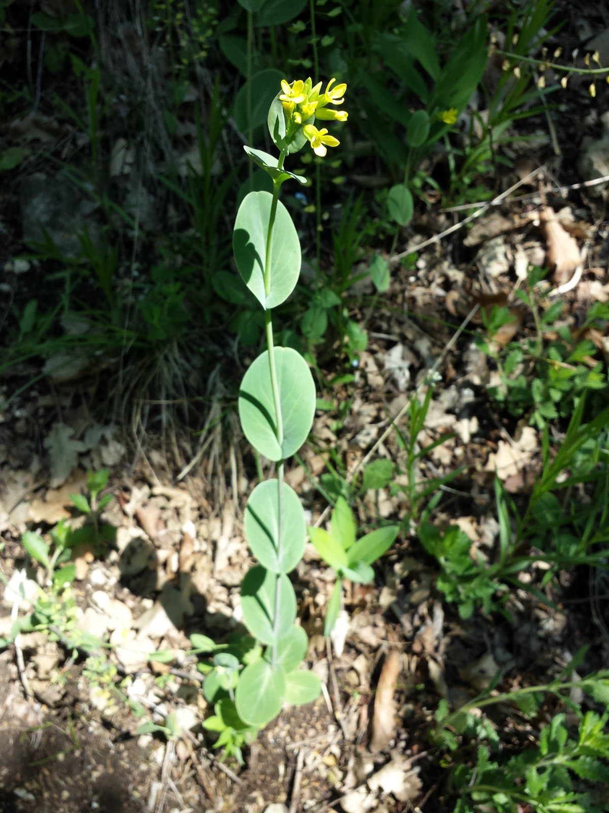 Conringia austriaca (Jacq.) Sweet