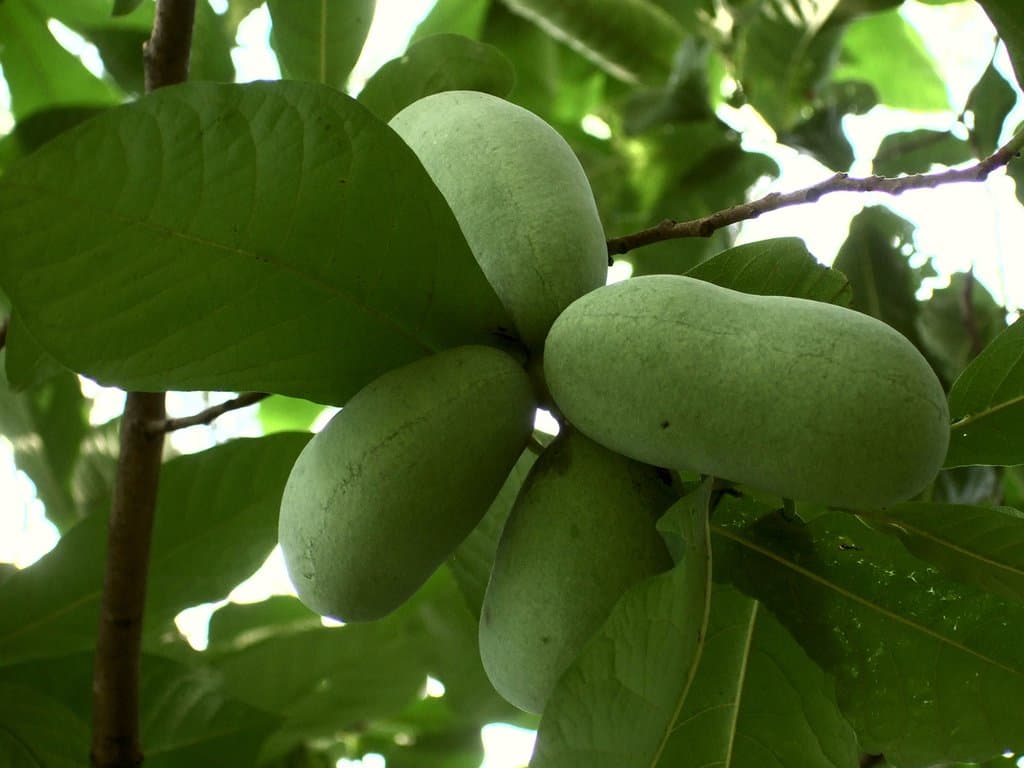 Asimina triloba (L.) Dunal