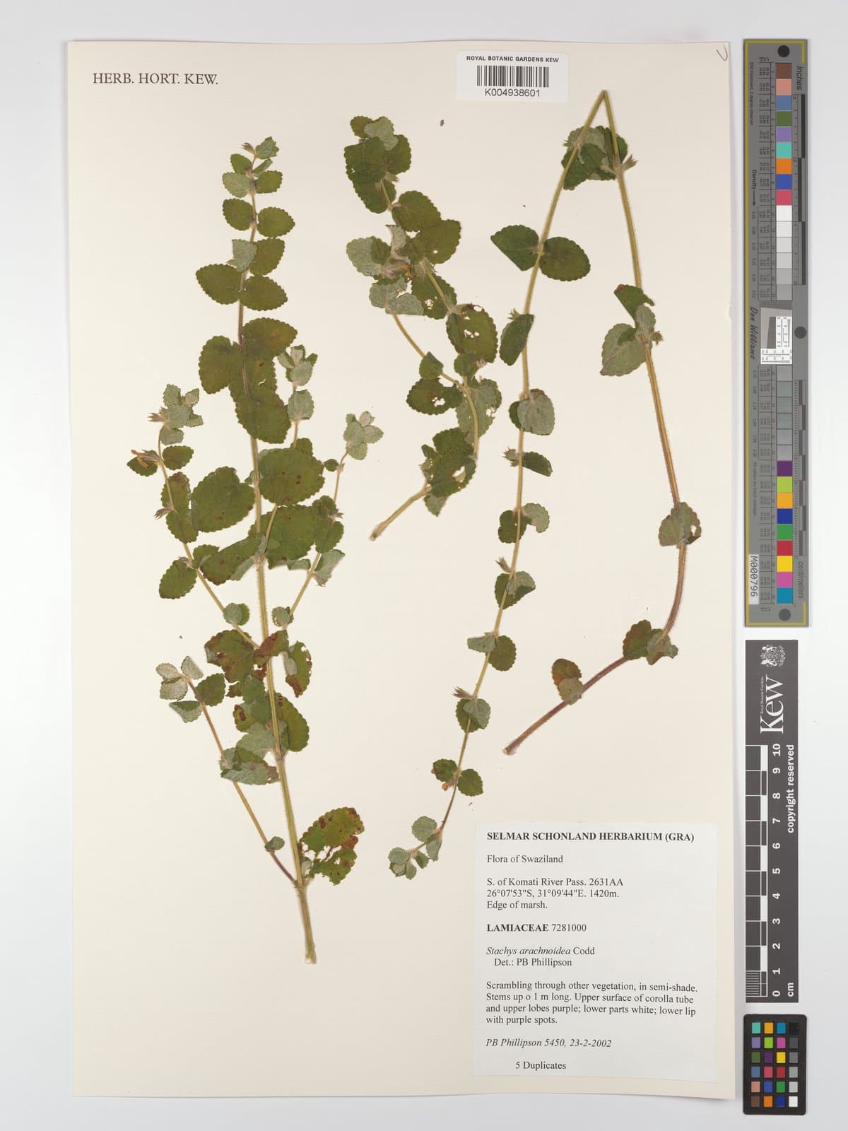 Stachys arachnoidea Codd