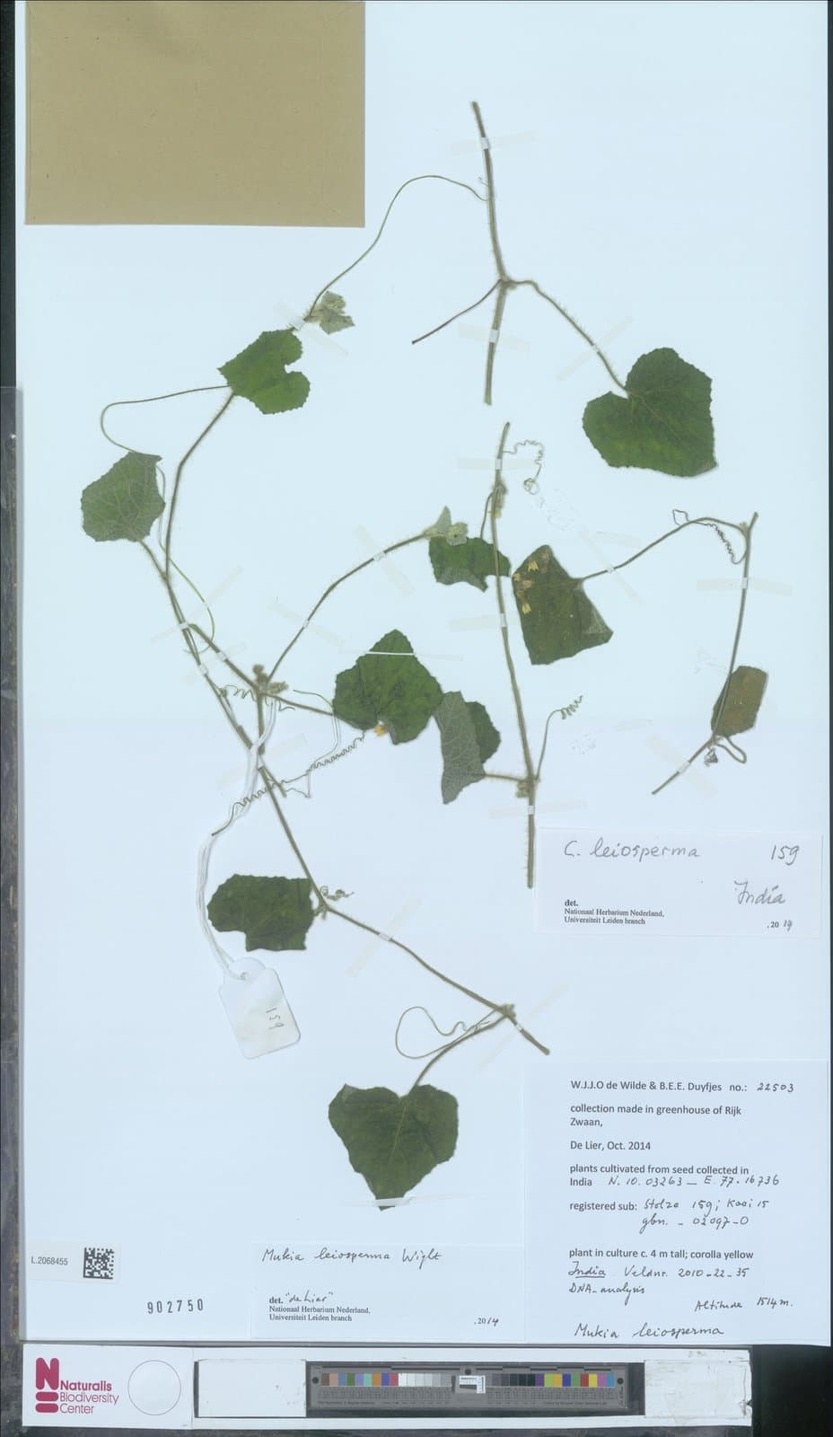 Cucumis leiospermus (Wight & Arn.) Ghebret. & Thulin