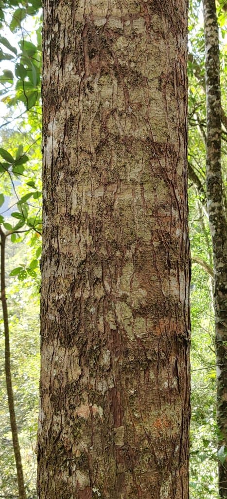 Pinus merkusii Jungh. & de Vriese
