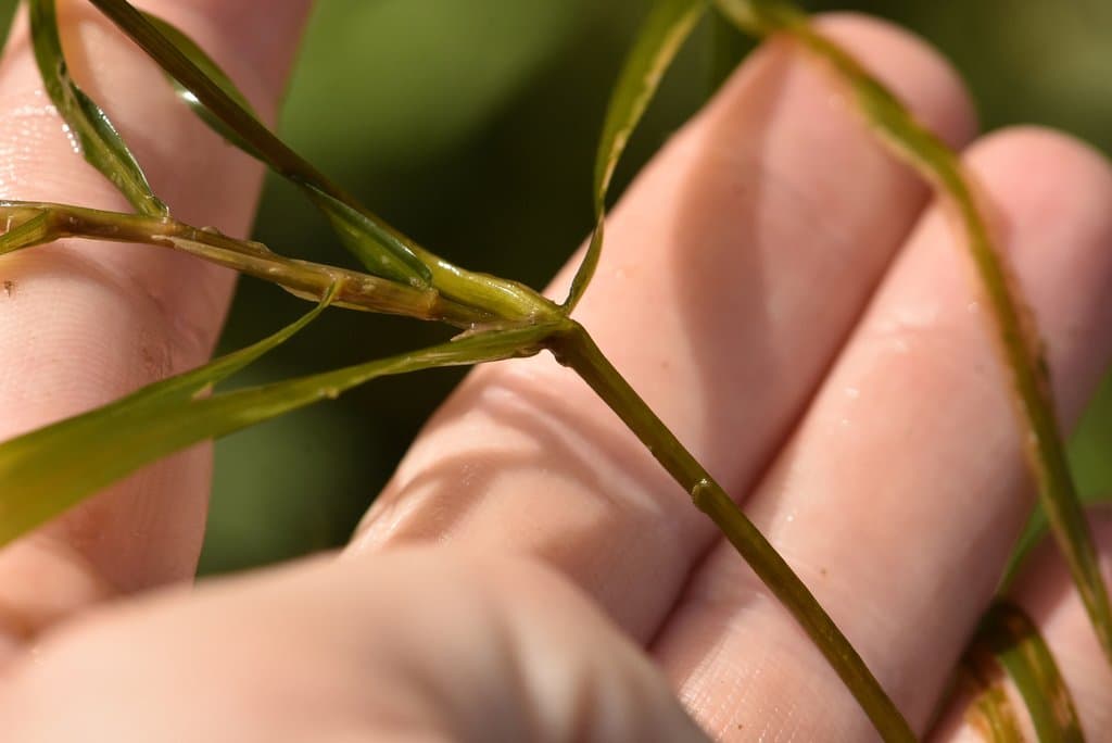 Potamogeton acutifolius Link