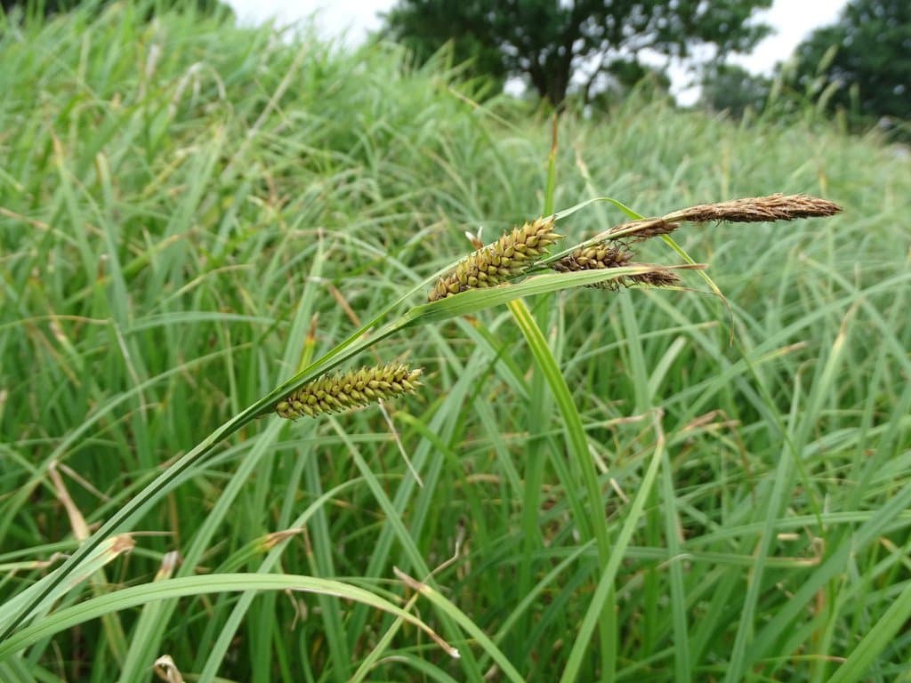 Carex riparia Curtis