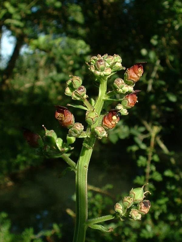 Scrophularia auriculata L.