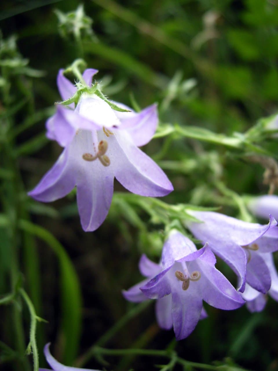 Campanula sibirica L.