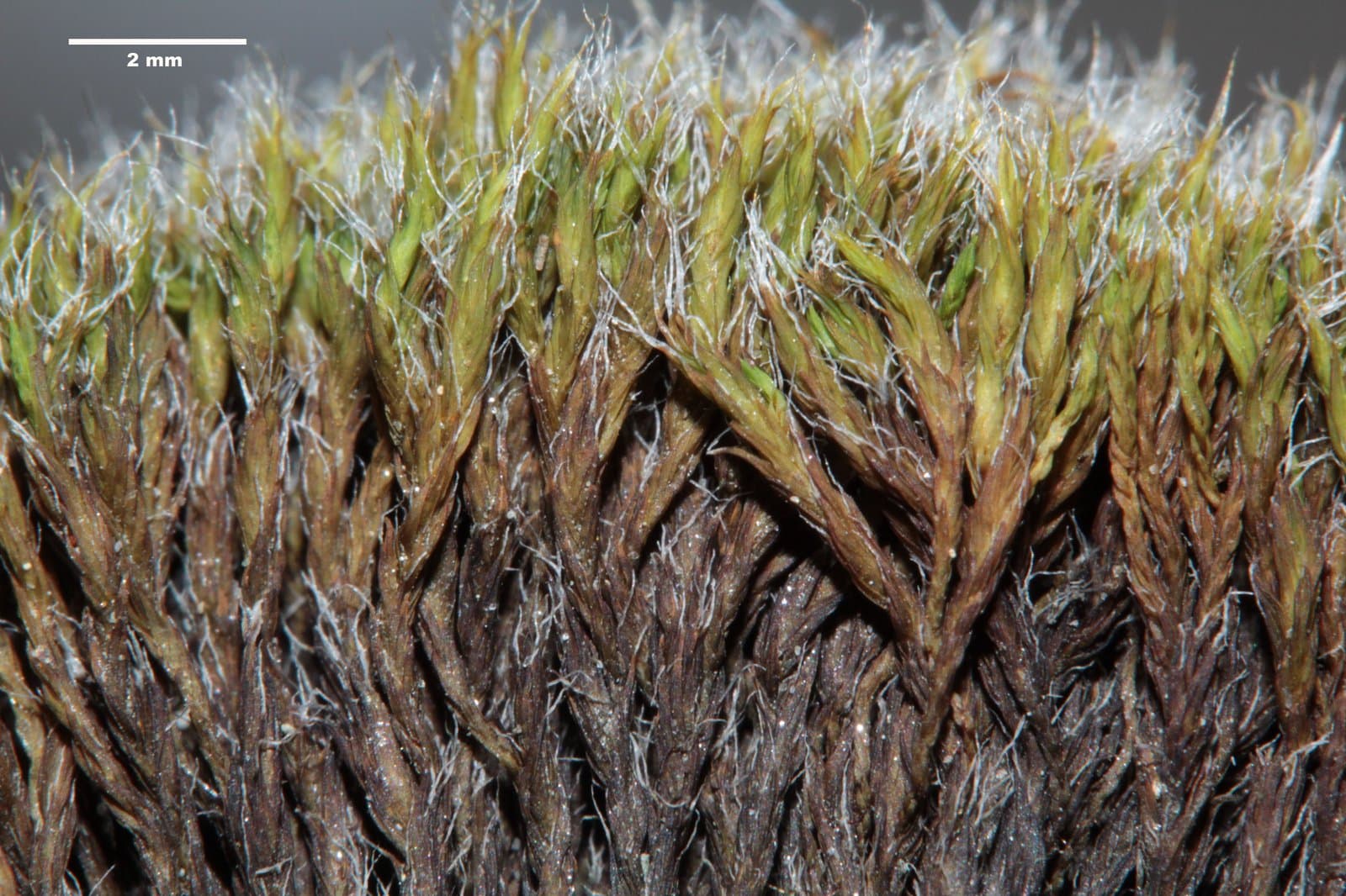 Grimmia funalis (Schwägr.) Bruch & Schimp.