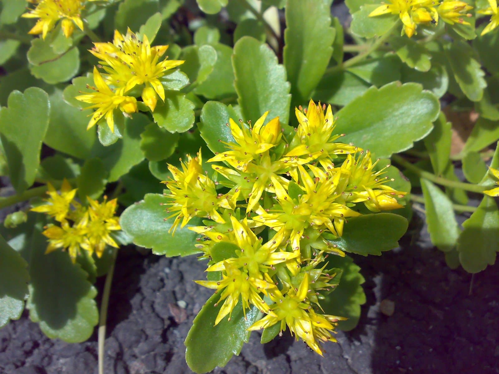 Phedimus hybridus (L.) 't Hart
