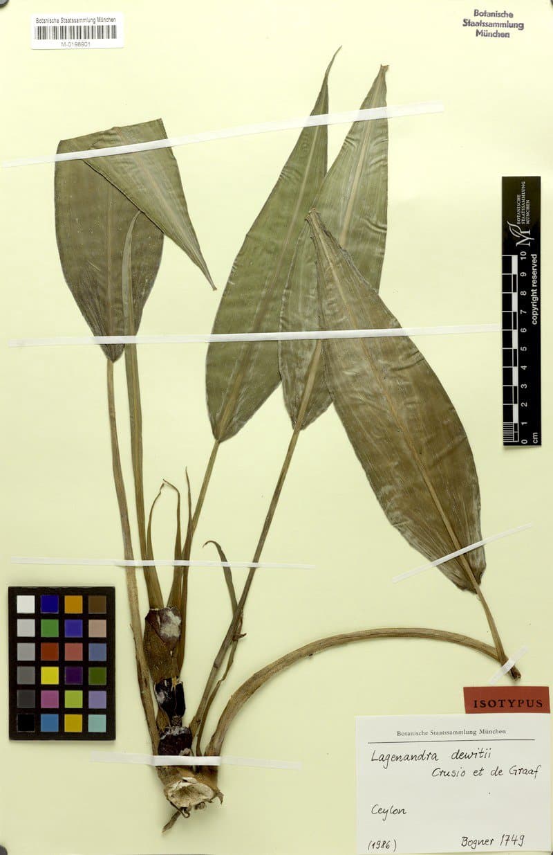 Lagenandra dewitii Crusio & A.de Graaf