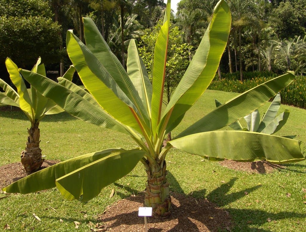 Ensete ventricosum (Welw.) Cheesman