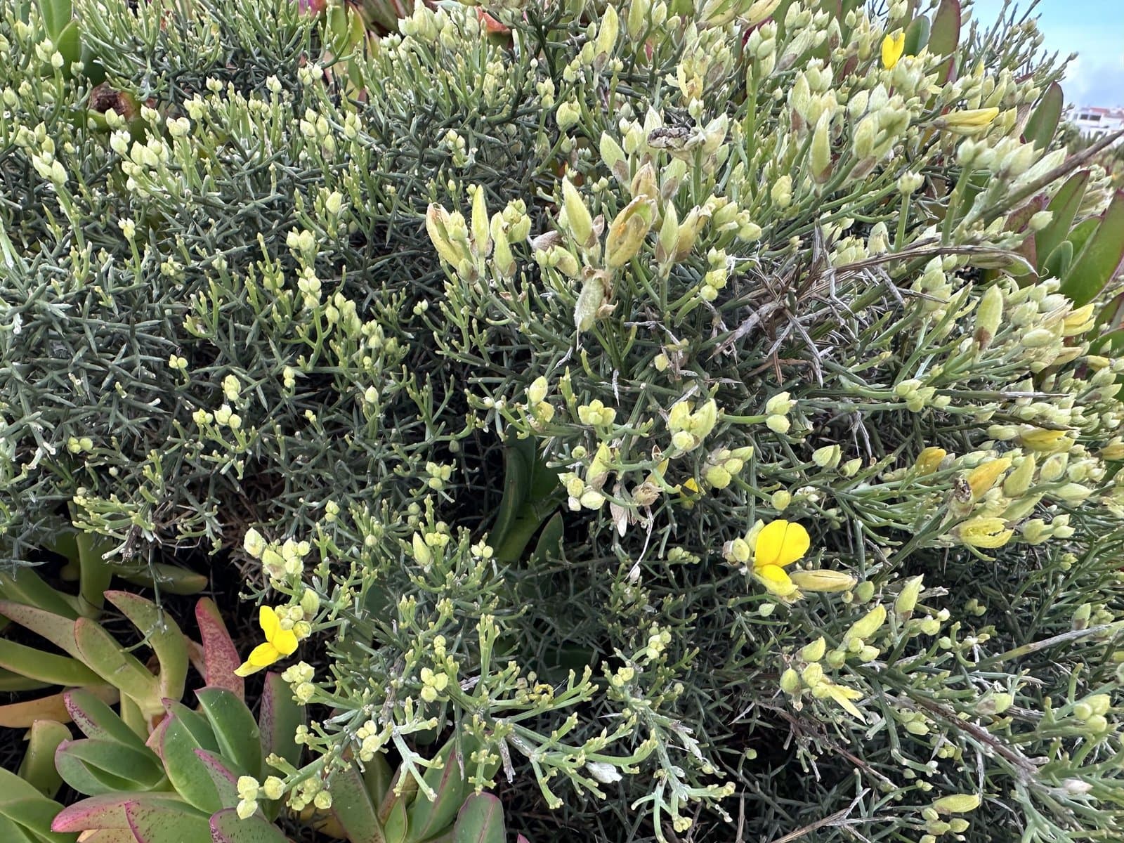 Stauracanthus spectabilis Webb