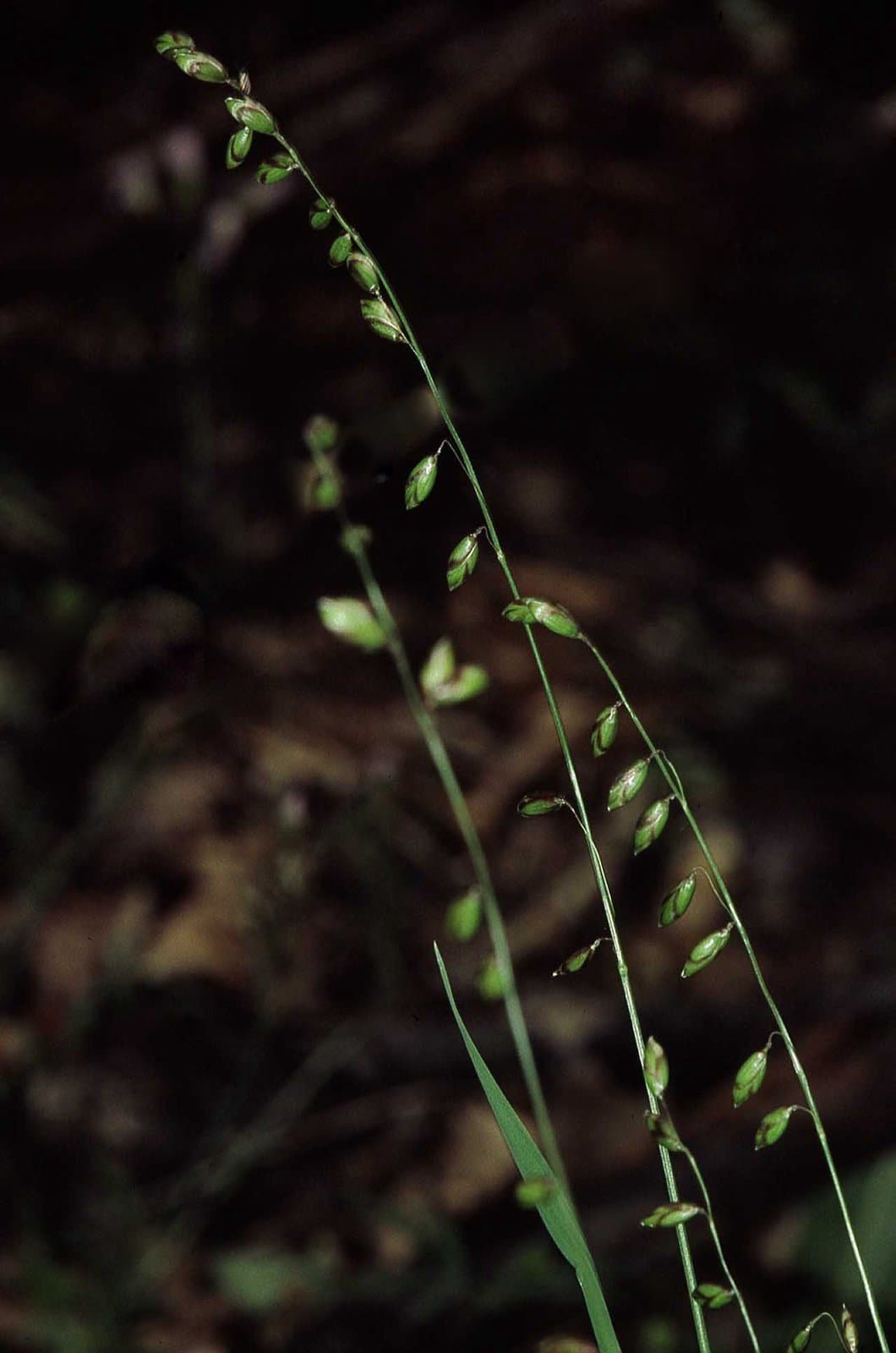 Melica picta K.Koch