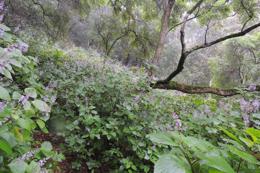 Plectranthus fruticosus L'Hér.