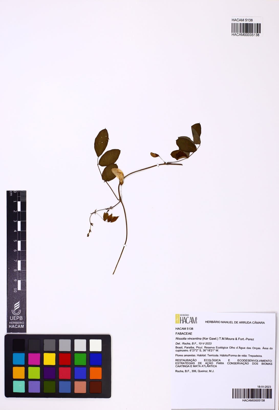Nissolia vincentina (Ker Gawl.) T.M.Moura & Fort.-Perez