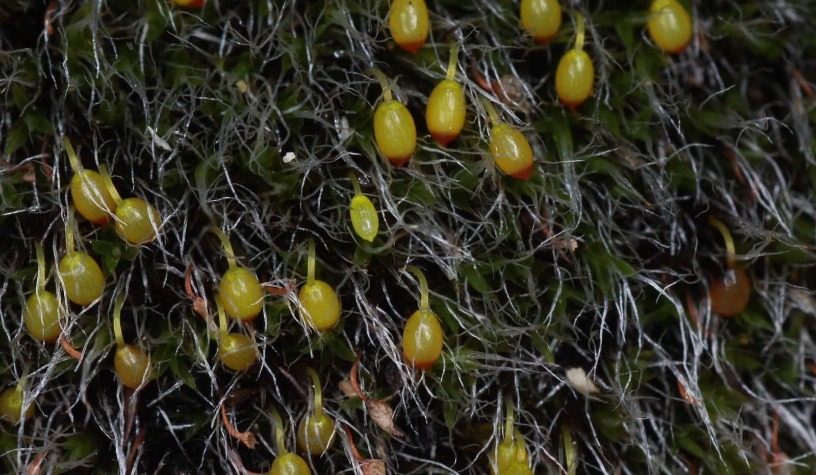 Grimmia orbicularis Bruch ex Wilson