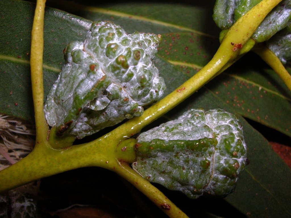 Eucalyptus globulus Labill.