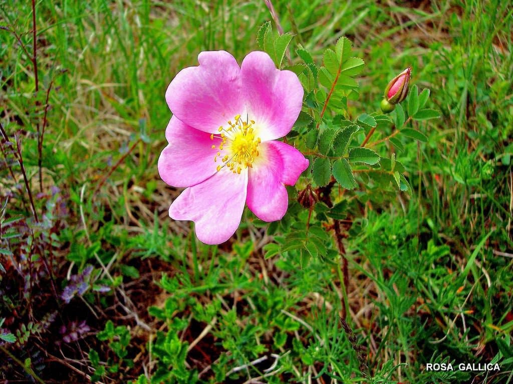 Rosa gallica L.