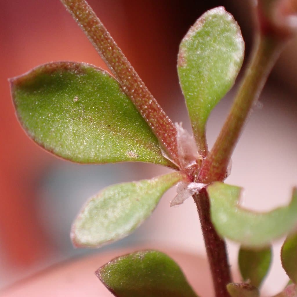 Polycarpon tetraphyllum (L.) L.