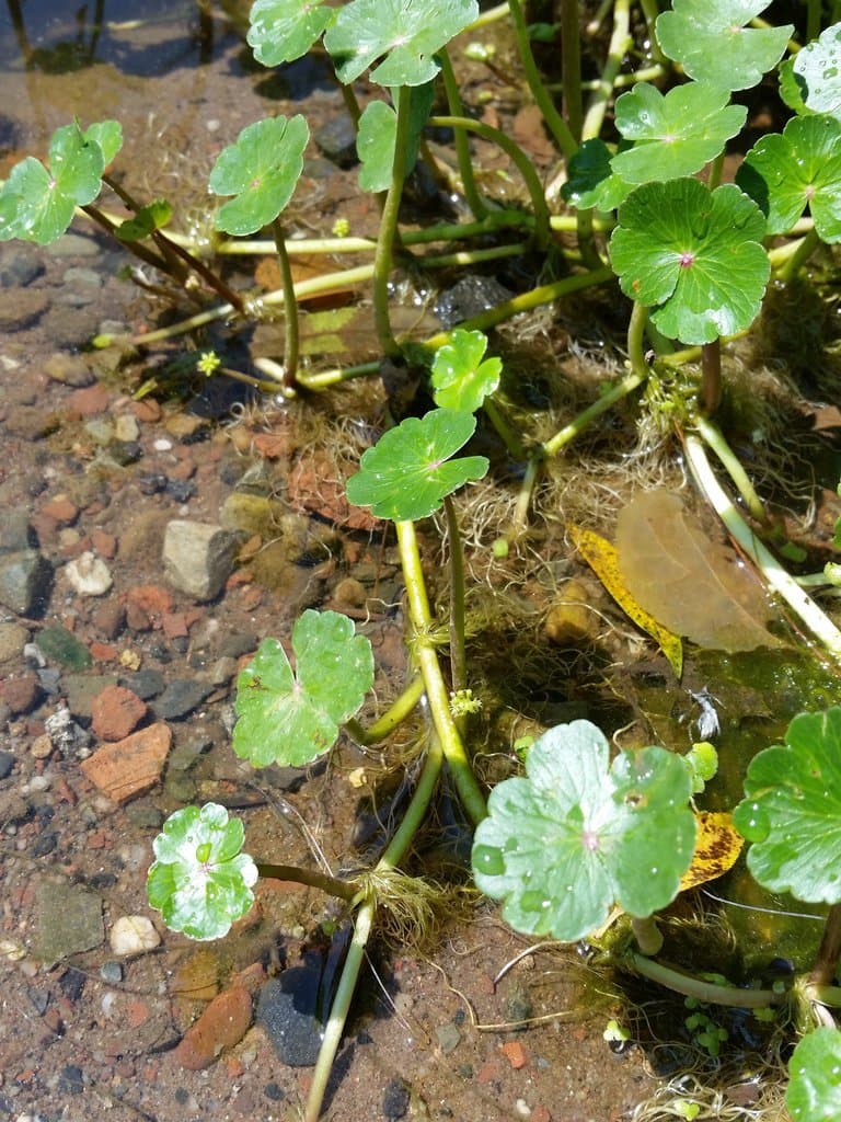 Hydrocotyle ranunculoides L.fil.