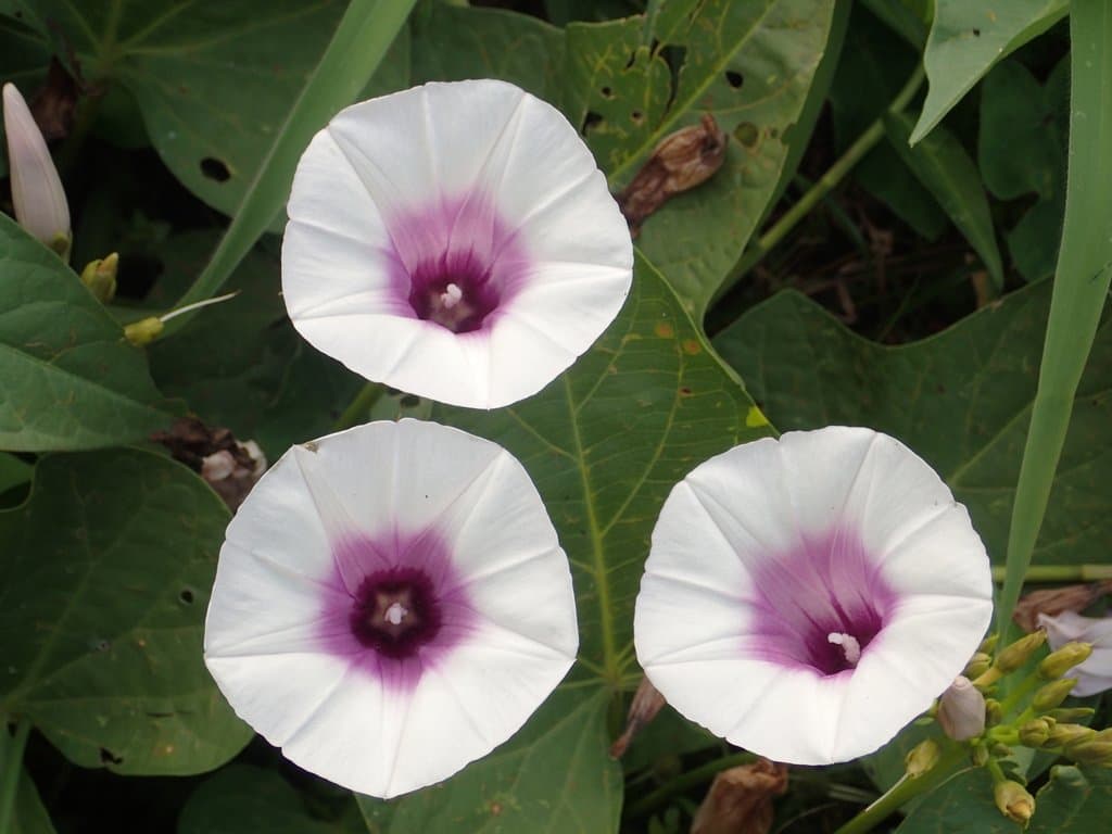 Ipomoea batatas (L.) Lam.