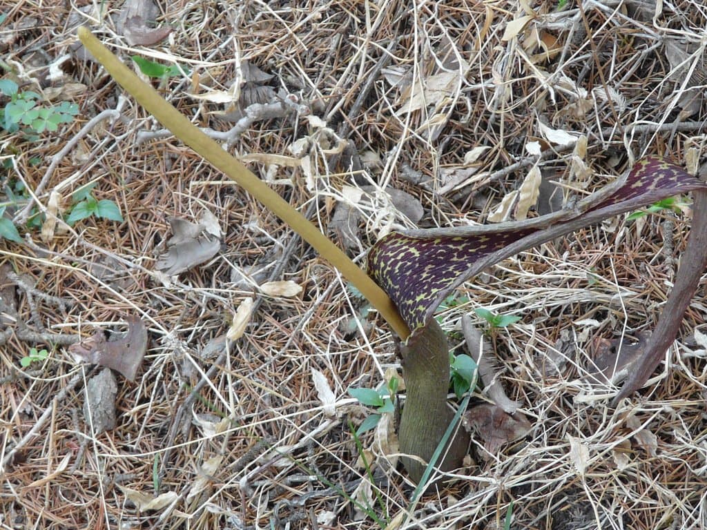 Sauromatum venosum (Dryand. ex Aiton) Kunth