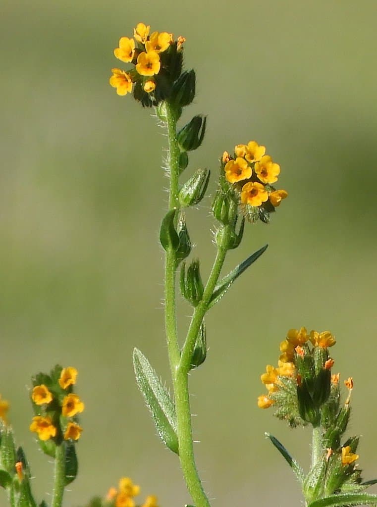 Amsinckia menziesii (Lehm.) A.Nelson & J.F.Macbr.