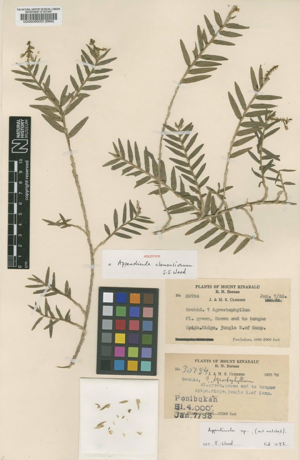 Appendicula clemensiorum J.J.Wood