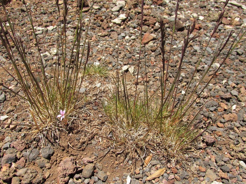 Festuca rubra L.
