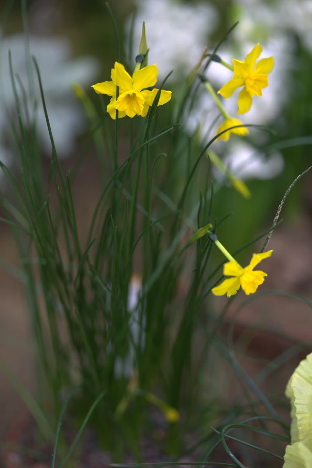 Narcissus jonquilla L.