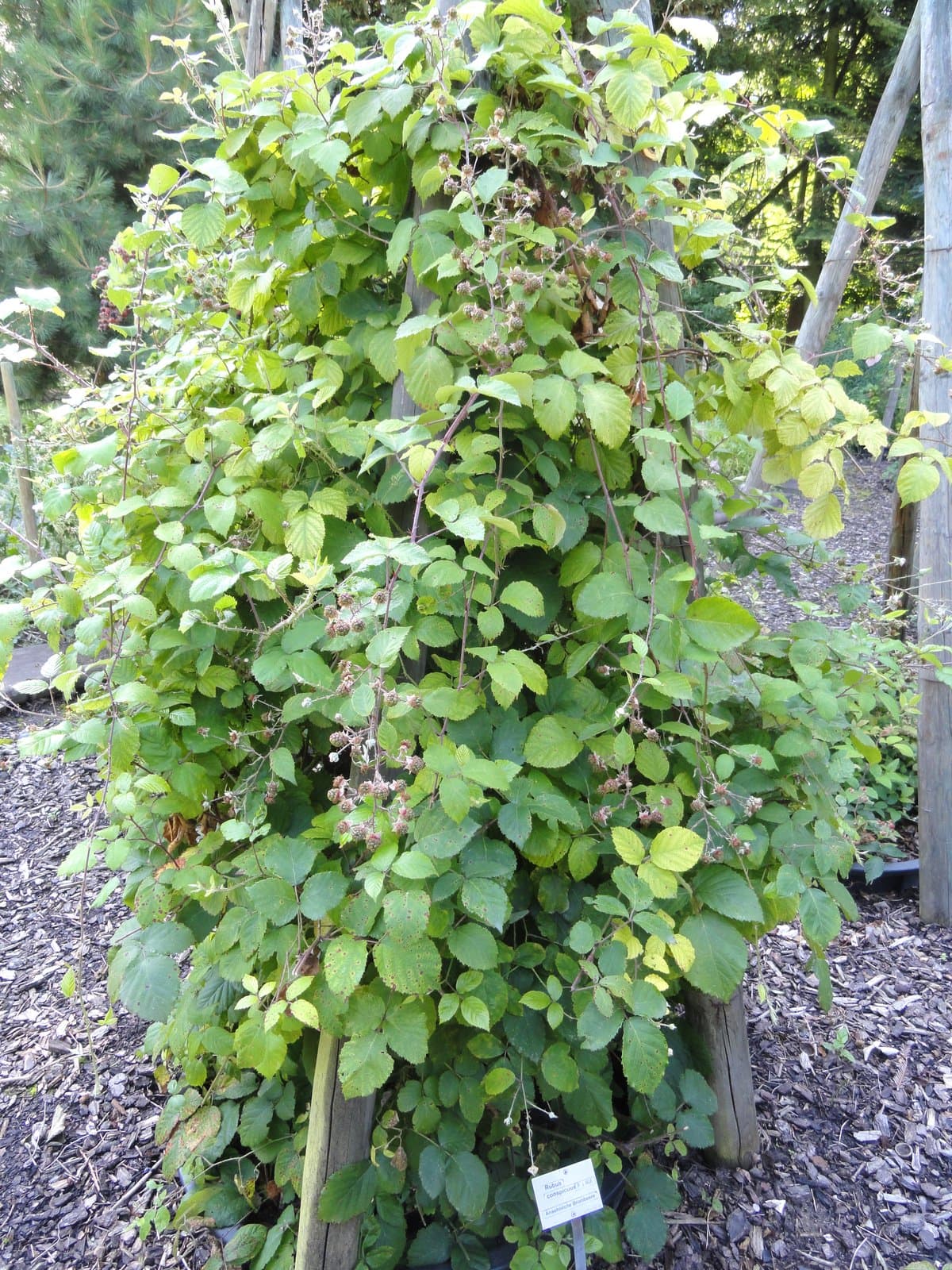 Rubus conspicuus P.J.Müll.