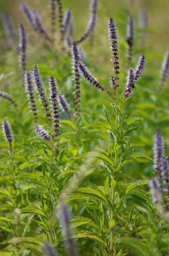 Mentha spicata L.
