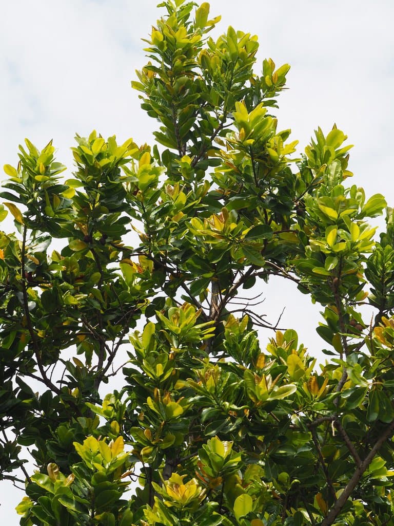 Calophyllum inophyllum L.