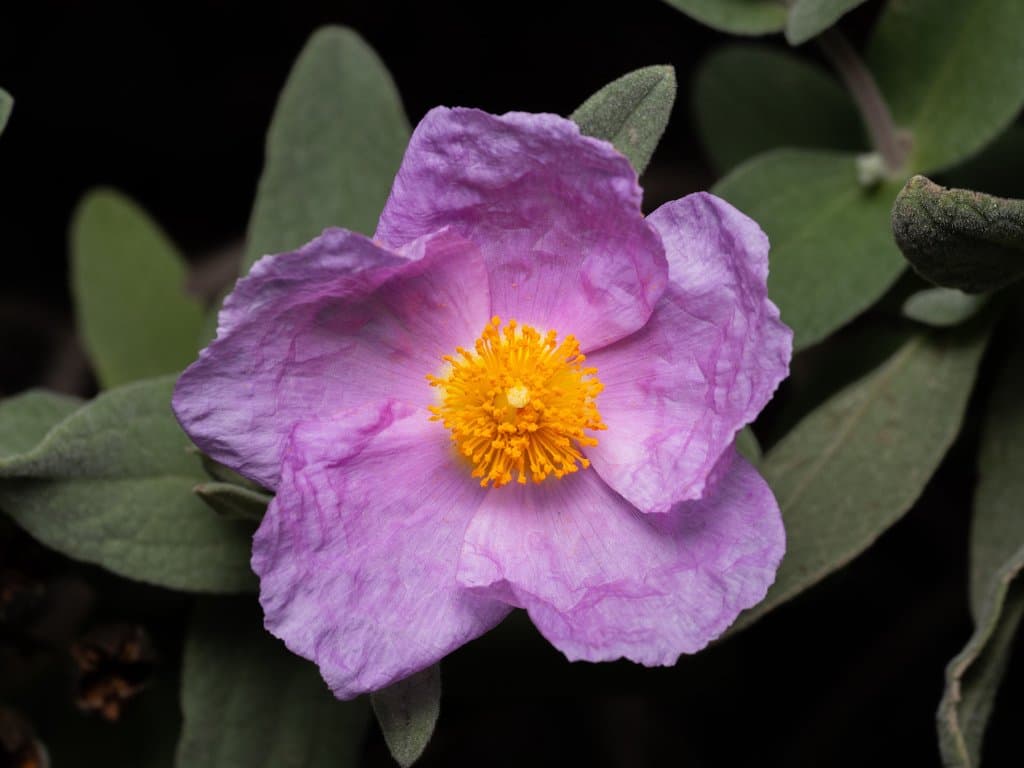 Cistus albidus L.