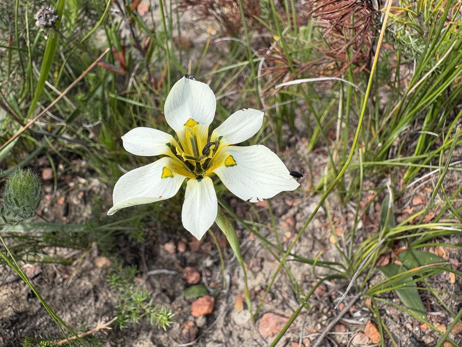 Moraea cantharophila Goldblatt & J.C.Manning