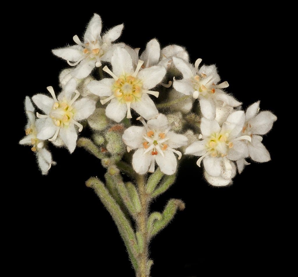 Commersonia craurophylla (F.Muell.) F.Muell.