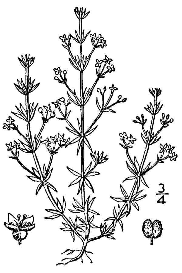 Galium parisiense L.
