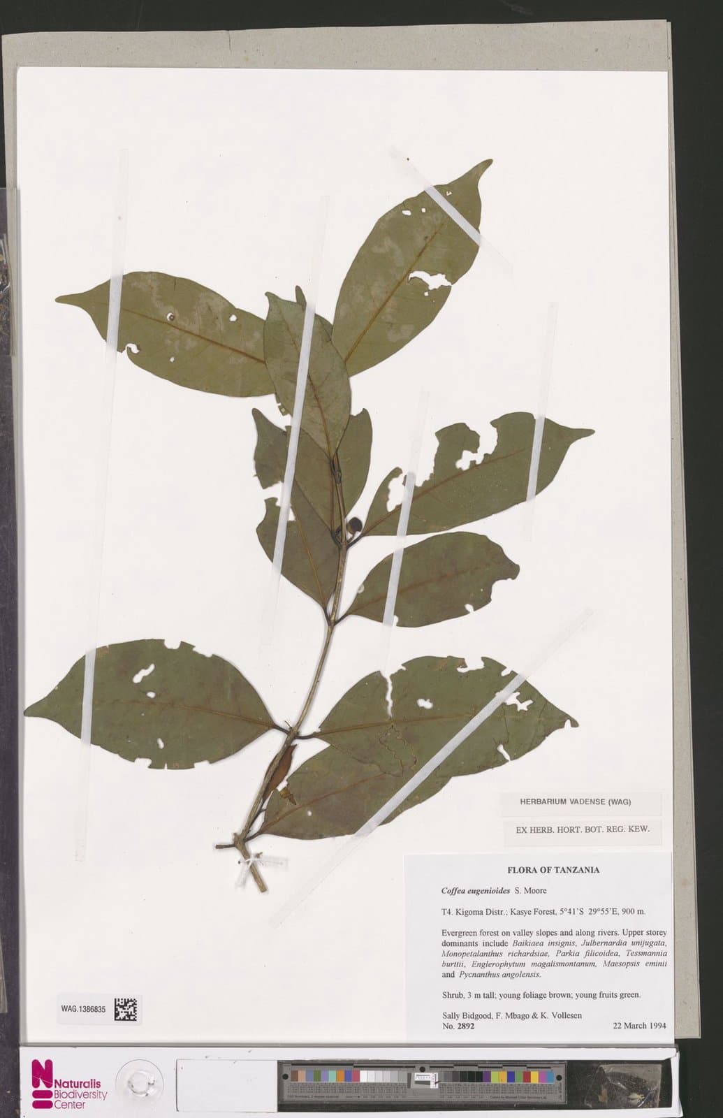 Coffea eugenioides S.Moore