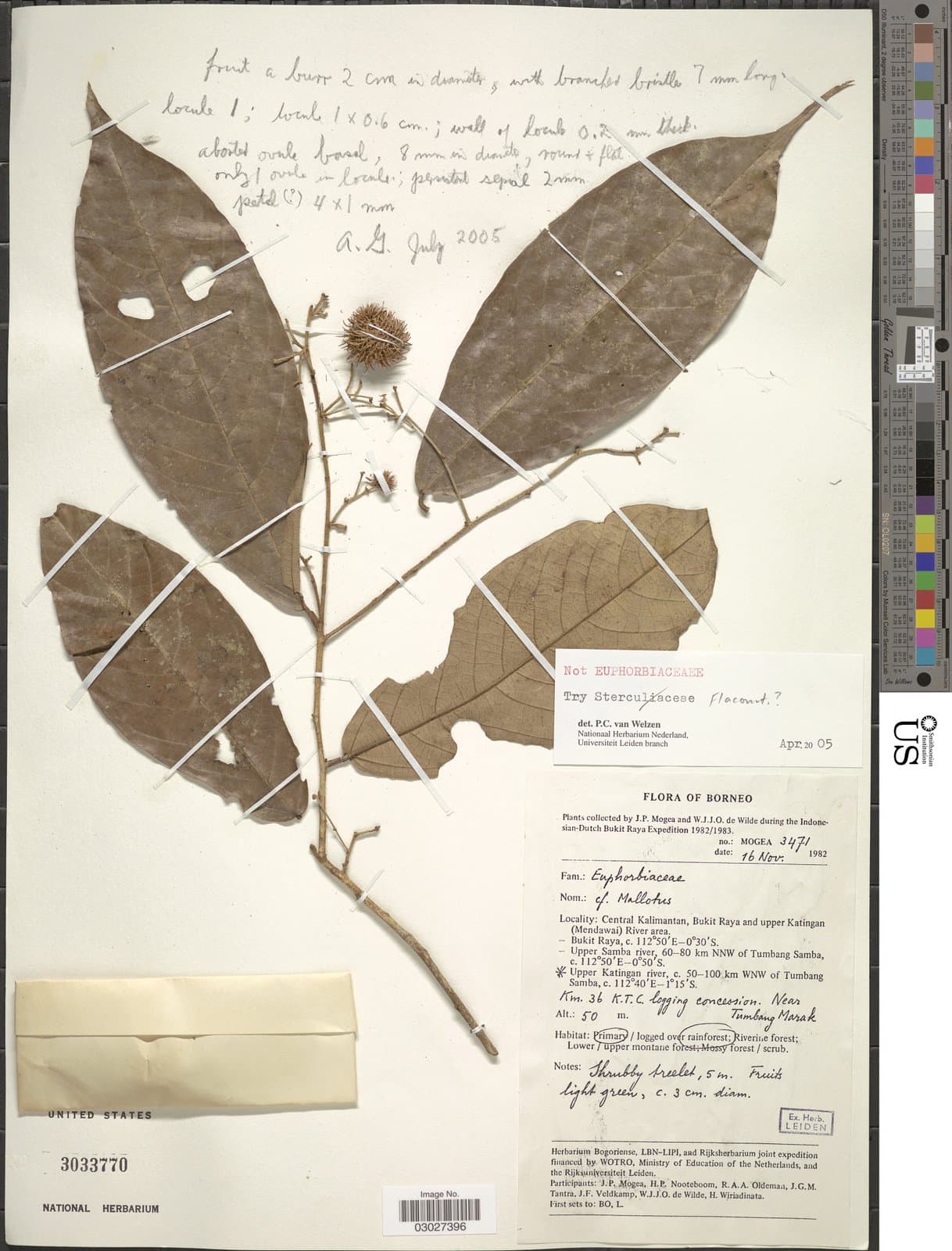 Jarandersonia paludosa Kosterm.