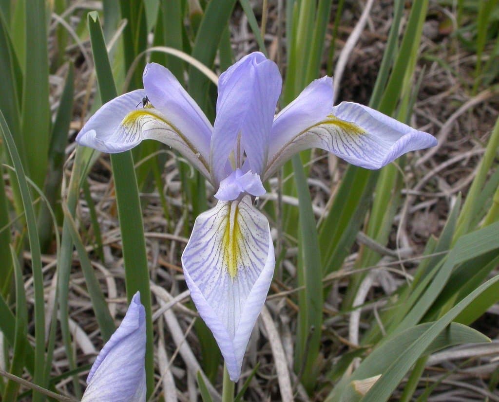 Iris missouriensis Nutt.