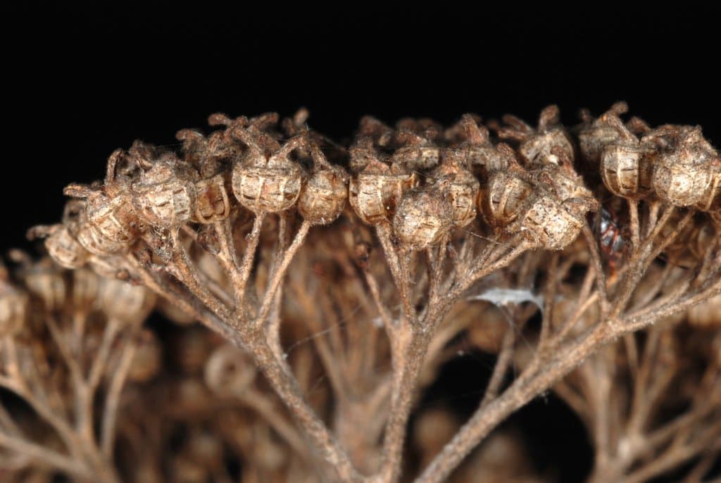 Hydrangea arborescens L.
