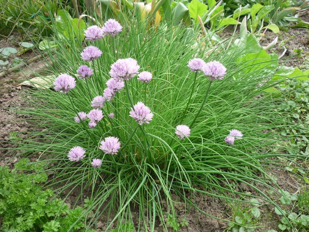 Allium schoenoprasum L.