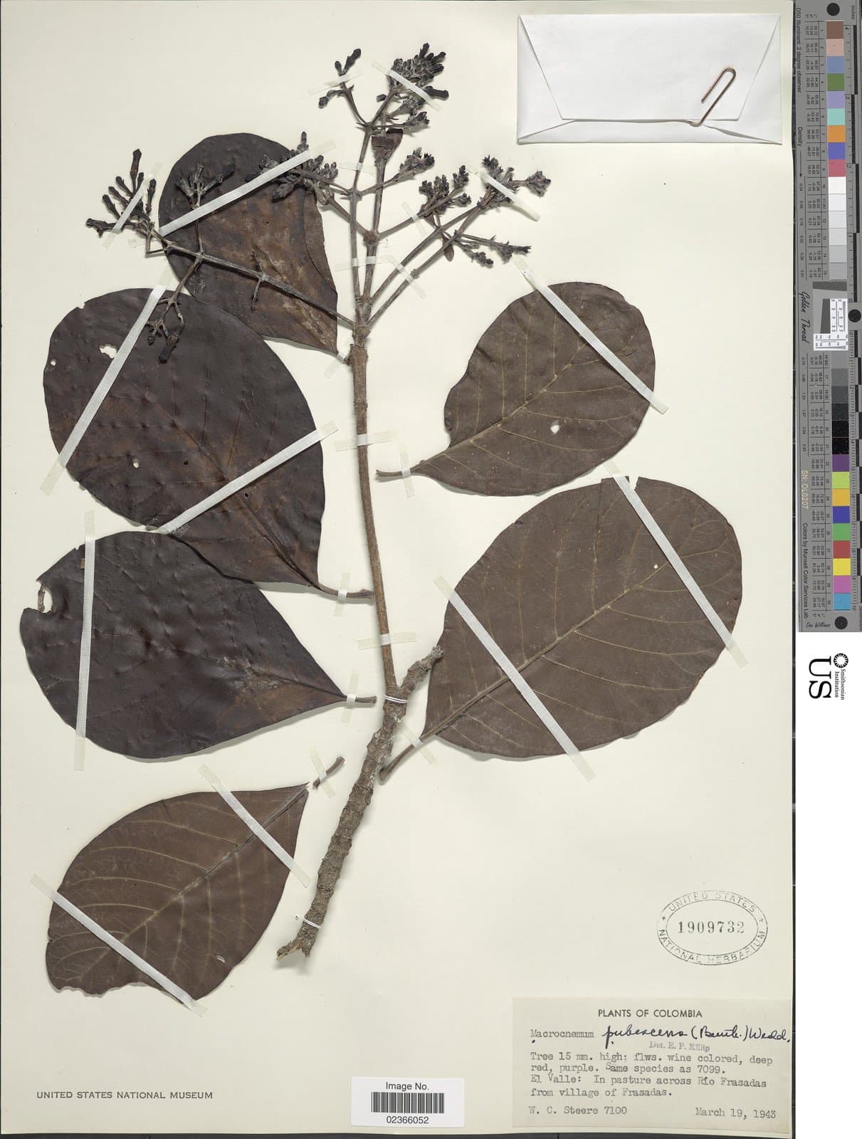 Macrocnemum pubescens (Benth.) Wedd.