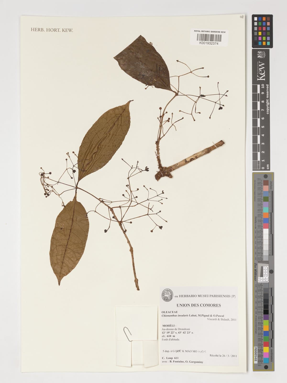 Noronhia insularis (Labat, M.Pignal & O.Pascal) Hong-Wa & Besnard
