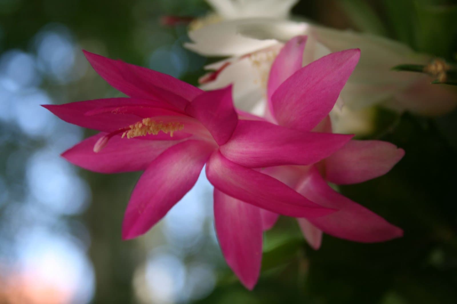 Schlumbergera ×reginae McMillan & Orssich