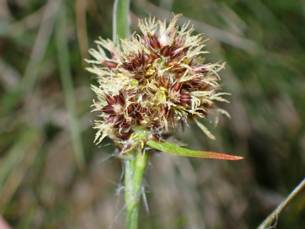 Luzula congesta (Thuill.) Lej.