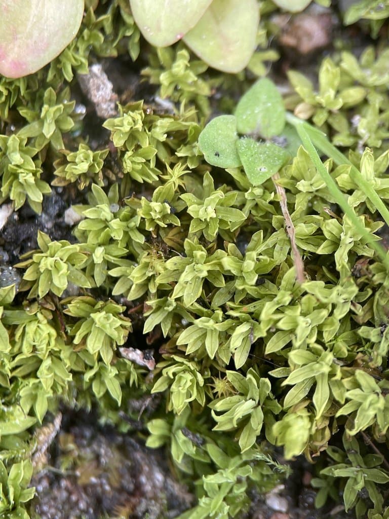 Encalypta streptocarpa Hedw.
