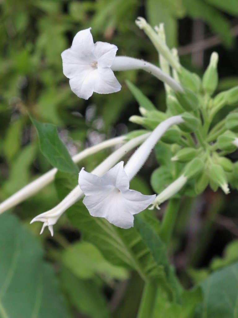 Nicotiana sylvestris Speg.
