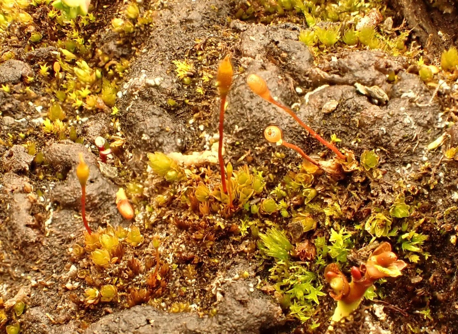 Tayloria froelichiana (Hedw.) Mitt. ex Broth.